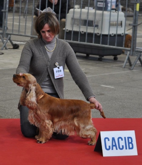 Of Only Perfect - EXPOSITION  CANINE INTERNATIONALE DE LIMOGES