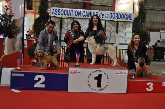 Of Only Perfect - EXPOSITION CANINE INTERNATIONALE DE PERIGUEUX