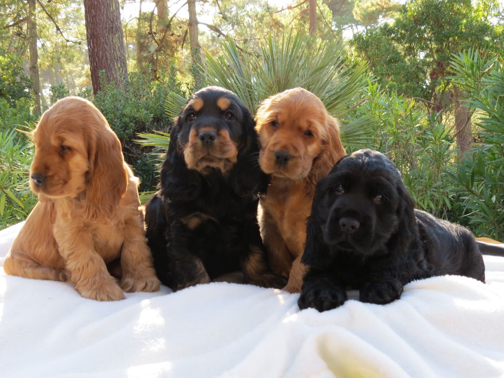 Of Only Perfect - Cocker Spaniel Anglais - Portée née le 05/08/2018