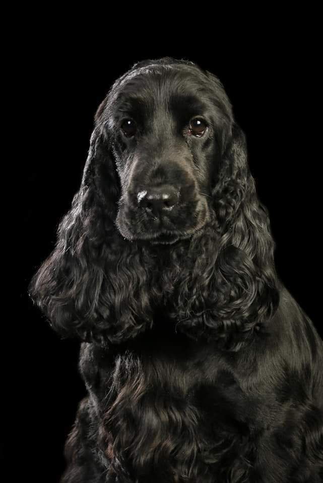 ROYAL BLACK PEARL CHAMPIONNE DE FRANCE, 