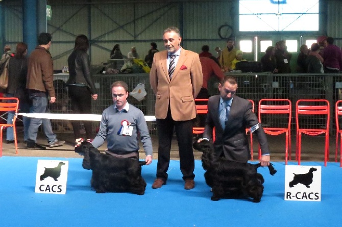 Of Only Perfect - NATIONALE D'ELEVAGE et CACIB MONTLUCON - 19/20 MARS 2016