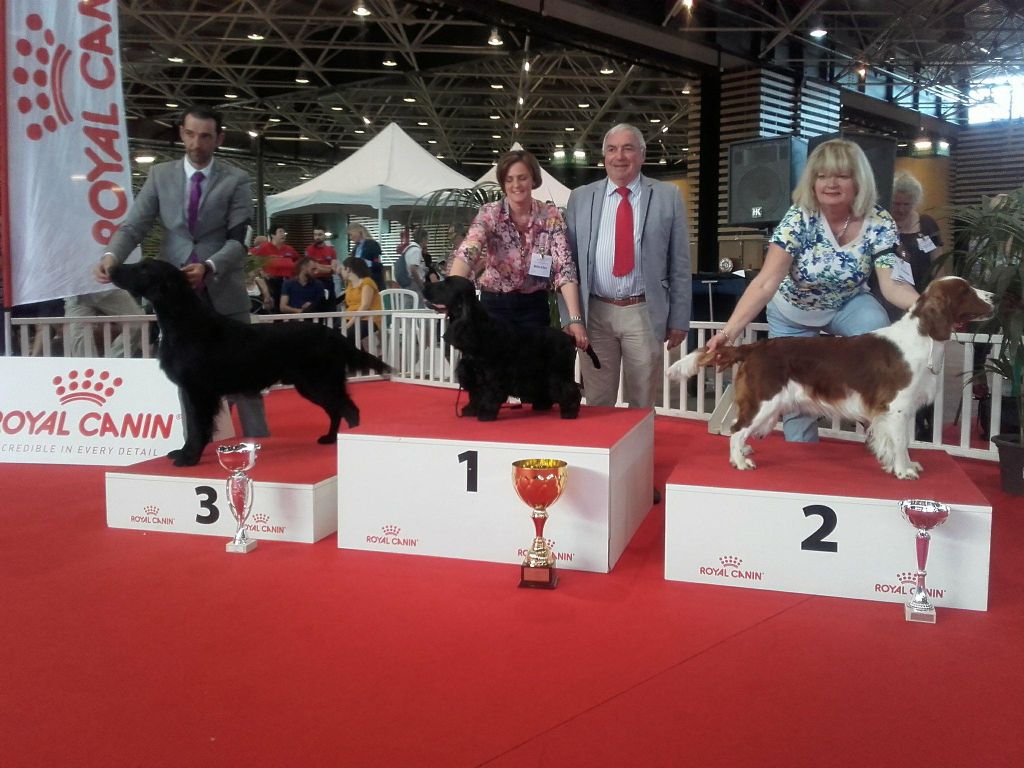 Of Only Perfect - EXCELLENTE REPRISE DES EXPOS POUR NOTRE CHAMPION "BROOKLYN"